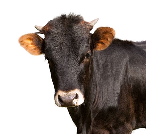 Black Angus Cattle Stock Photos Pictures And Royalty Free Images Istock