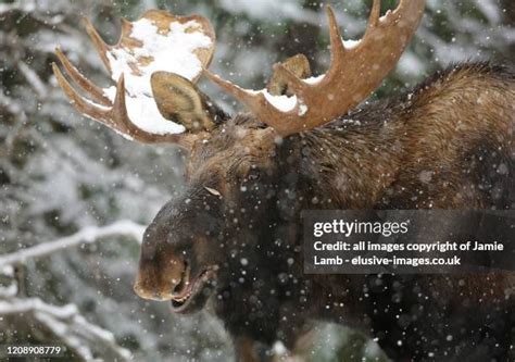 1,350 Moose Snow Stock Photos, High-Res Pictures, and Images - Getty Images