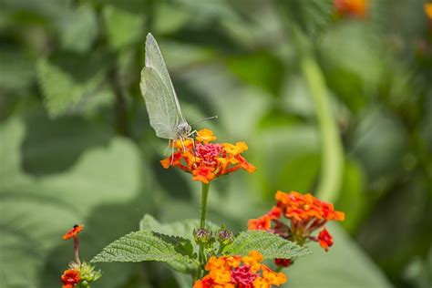 Papillon Lantana Pollinisation Photo Gratuite Sur Pixabay Pixabay