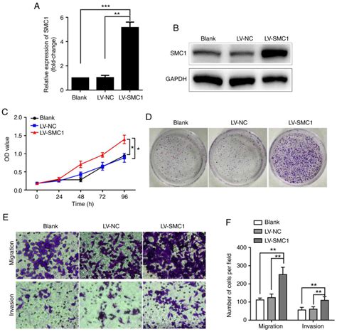 Smc Promotes Proliferation And Inhibits Apoptosis Through The Nf B