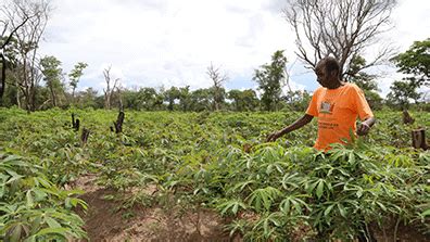 Climate Resilient Crop Takes Root In Zambia Global Agriculture And