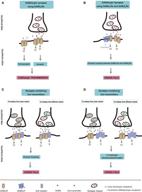 Schematic Drawing Depicting Gabaergic Transmission And Postsynaptic