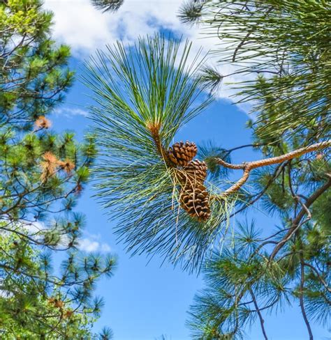 Premium Photo Fir Cone On The Branch On Blue Sky Background