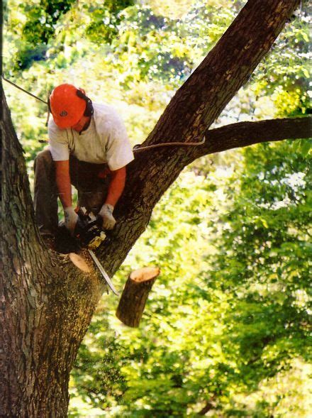 The Differences Between Tree Looping And Tree Removal