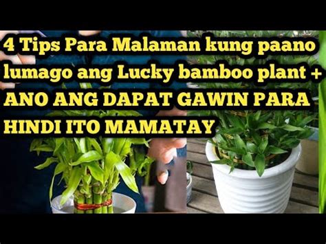 4 Tips Para Gumada At Lumago Ang Dahon Ng Lucky Bamboo Paano