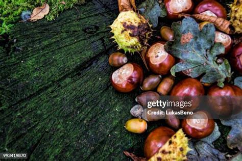 Buckeye Nuts Photos And Premium High Res Pictures Getty Images