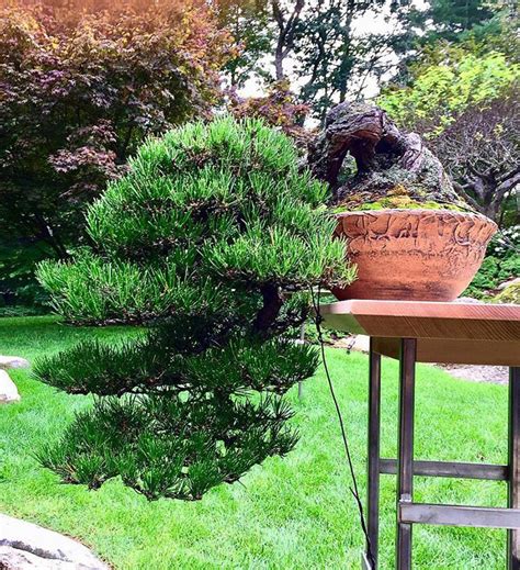 Happy Root-Over-Rock Bonsai Holidays | Bonsai Bark