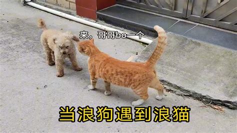 话唠橘猫黄黄又在路上等姐姐了，浪猫还能管浪狗，就问你服不服？ Youtube