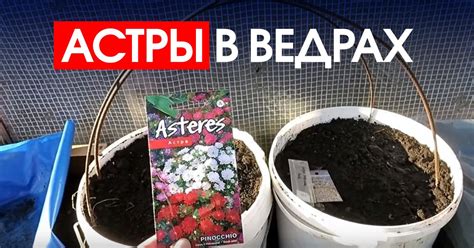 Как вырастить астры