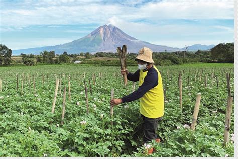 Teknik Budidaya Benih Kentang Bertingkat Di Kabupaten Karo Panen