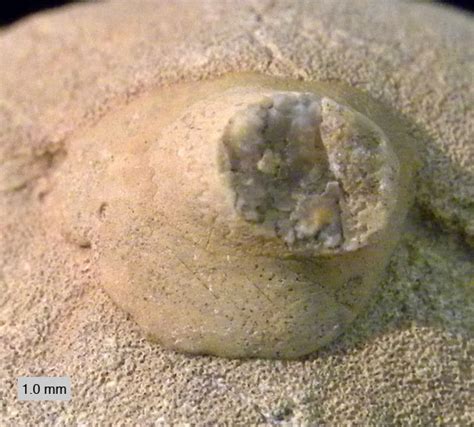 Wooster’s Fossils of the Week: A calcareous sponge with a crinoid holdfast (Matmor Formation ...