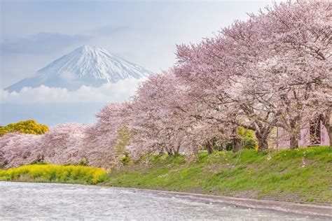 日本の春の美しい風景 富士と桜 Japan Web Magazine 「日本の風景」 Japan Scene