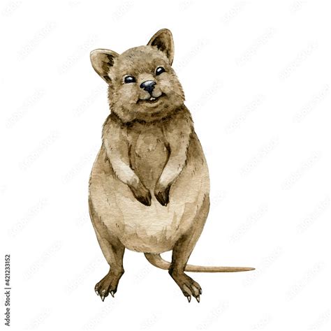 Quokka Watercolor Illustration Native Australia Funny Animal Quokka