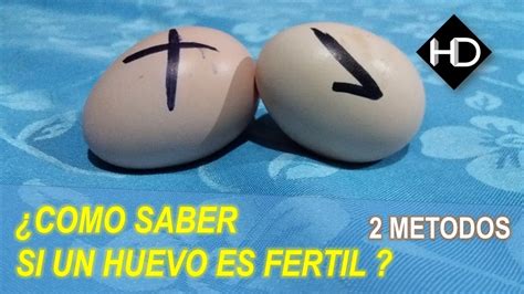 Cómo obtener y utilizar huevos fértiles de gallina para una vida sana y