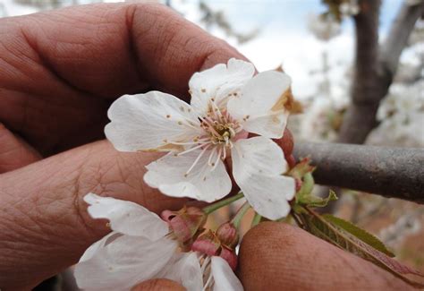 Amb Molt De Gust Inaugurem La Primavera A L Hort Del Ramon