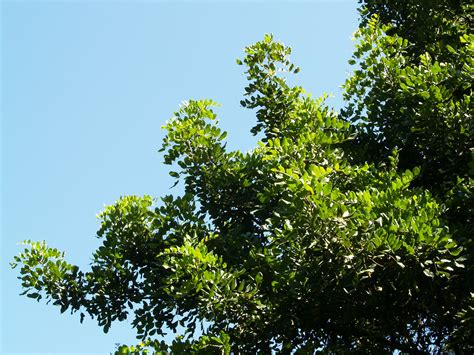 Alfarrobeira Flora Jardim Gulbenkian