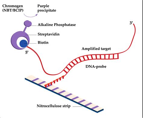 Principal Of Inno Lipa Hbv Genotyping By Reverse Hybridization De