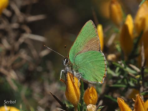 Callophrys Rubi Cejialba Naturaleza Para Todos