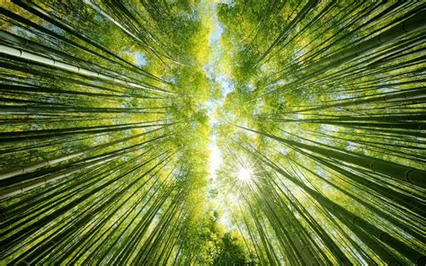 Green Bamboo Forest Wallpapers - Wallpaper Cave