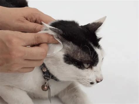 How To Clean A Cats Ears The Best And Safest Way Vet Approved