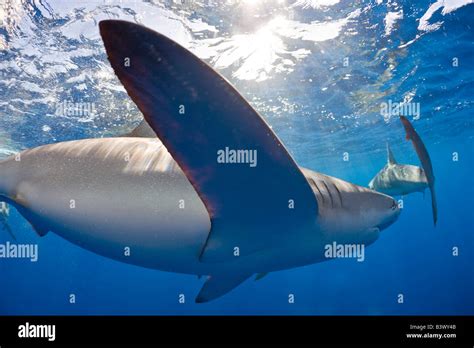 Galapagos Sharks Carcharhinus Galapagensis Oahu Pacific Ocean Hawaii