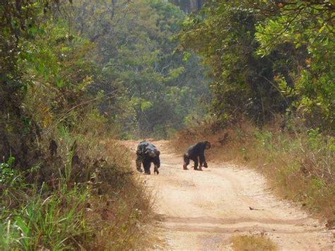 Visiting the Cantanhez National Park in Guinea Bissau - Kumakonda