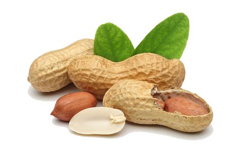 Single Peanut Png Image Background Png Arts