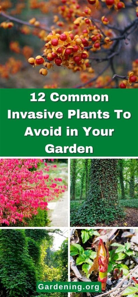 12 Common Invasive Plants To Avoid In Your Garden