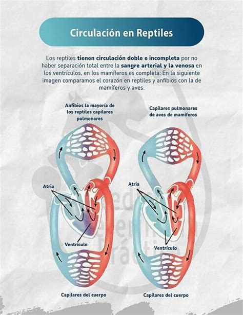 Circulaci N En Reptiles Fraii Udocz