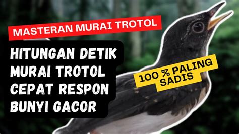 Masteran Murai Batu Trotol Paling Sadis Hitungan Detik Murai Trotol Mu