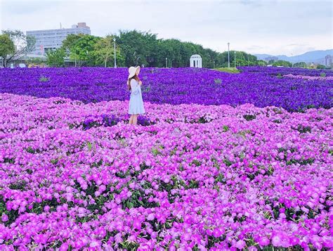 2023全台賞花景點！6大紫色花海：七賢重劃公園、古亭河濱公園、淡水紫藤花園食尚玩家