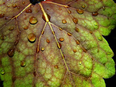 Wet Leaf Stanley Zimny Thank You For Million Views Flickr