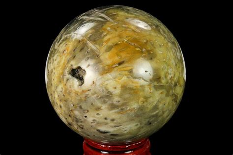 2 35 Polished Petrified Palmwood Palmoxylon Sphere 167624 For