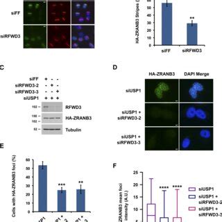 RFWD3 Promotes ZRANB3 Recruitment To Nascent DNA At Stalled Replication