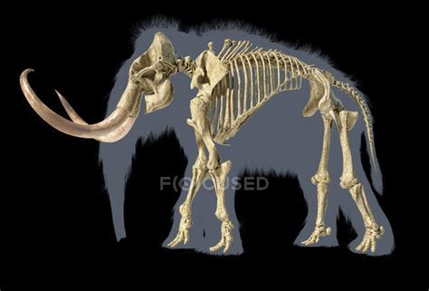 Woolly mammoth skeleton, realistic 3d illustration, side view on black ...