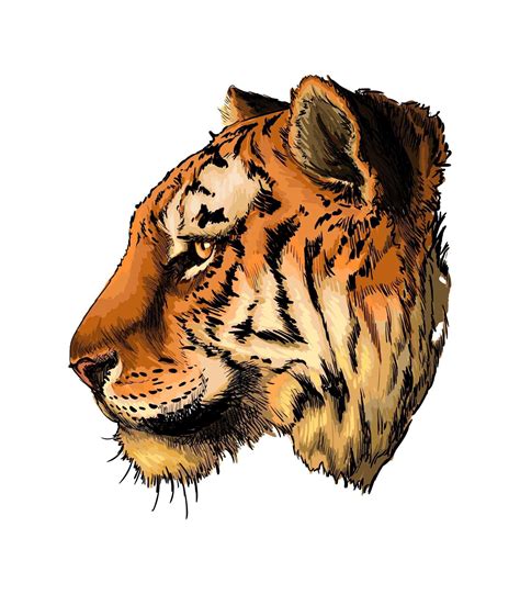 portrait de tête de tigre à partir d'une touche d'aquarelle, dessin coloré, réaliste ...