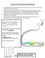 Understanding Genes And Chromosomes In Cellular Biology Course Hero