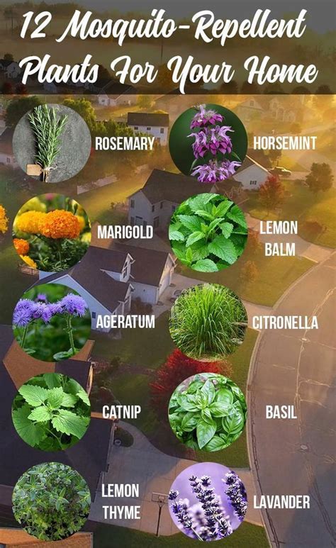 12 Mosquito Repellent Plants Artofit