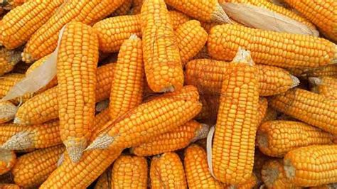 Maize Cultivation in India: Guide to Maize Production (Corn) - FarmAtma