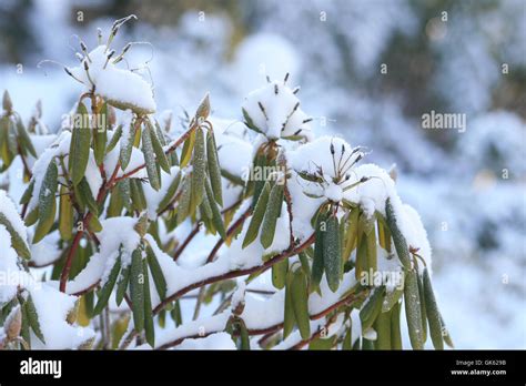 Rhododendron In Winter Stock Photo Alamy