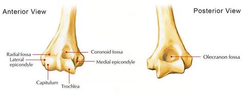 Humeral Condyle Basic Anatomy And Physiology Fossa Anatomy And Physiology