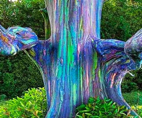 Rainbow Eucalyptus Trees