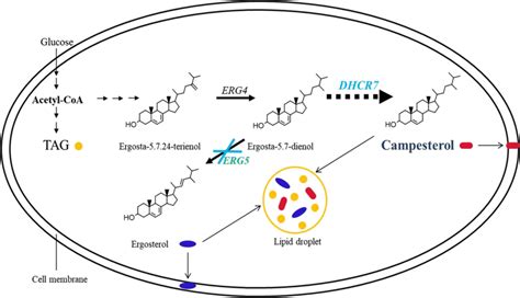 A Schematic Diagram Illustrates The Construction Of The Campesterol