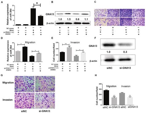 Tumor Suppressive Effects Of Mir D Via Gna Expression Inhibition