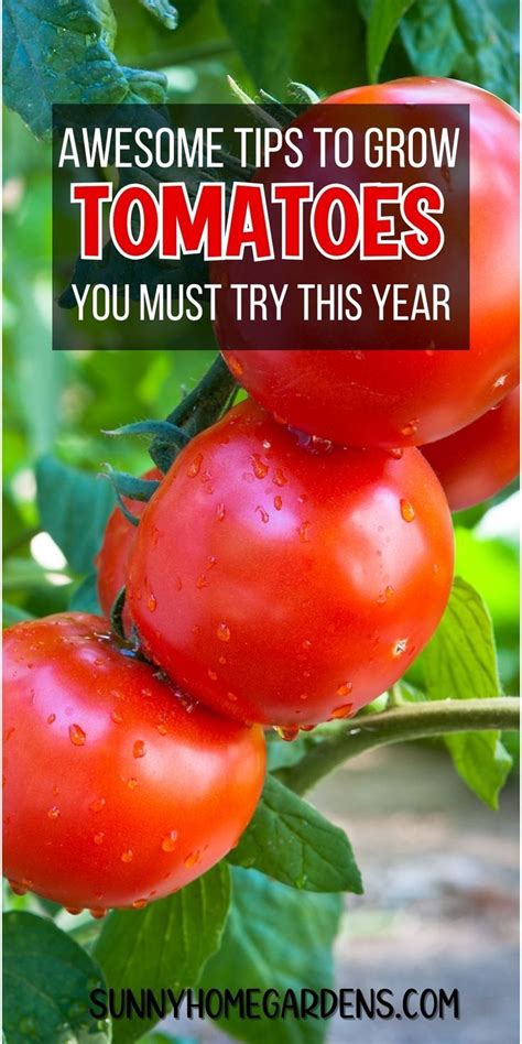 Best Tomato Growing Tips And Secrets To Better Tomatoes In