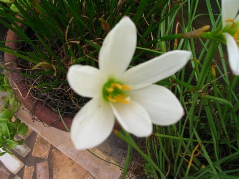 Thunder Lily White