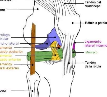 Diferencia Entre Tendones Y Ligamentos Todo Lo Que Necesitas Saber