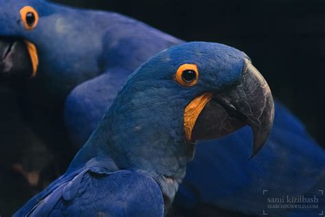 Singapore Search For Wild Wildlife Photography By Sami Kizilbash