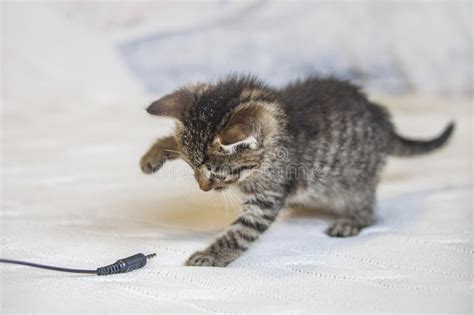 El Gatito Del Gato Atigrado Juega Con El Enchufe Foto De Archivo