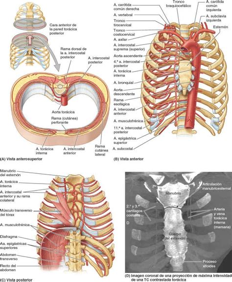 Acelerar cráter Nutrición anatomia de la pared toracica un poco